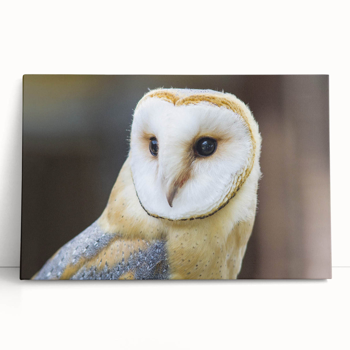 Graceful Barn Owl Portrait - Elegant Birds of Prey Wall Art