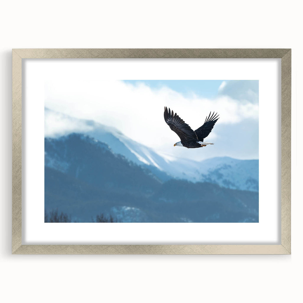 Framed wall art collection showcasing a stunning design of birds of prey, featuring a silver frame with a mat, perfect for adding elegance to any decor.