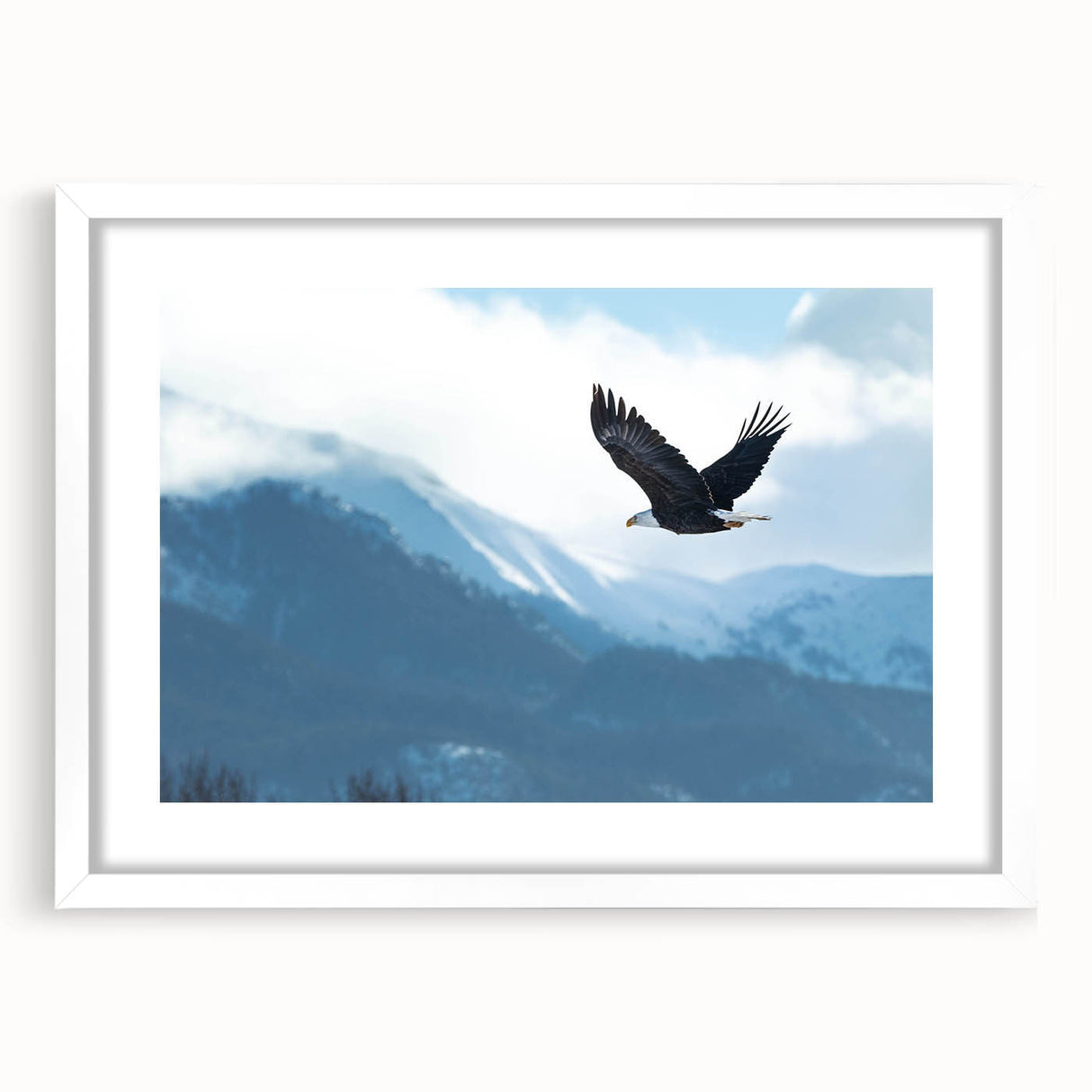 Framed wall art featuring a bird of prey design with a white mat, showcasing intricate details and vibrant colors, ideal for nature enthusiasts and home decor.