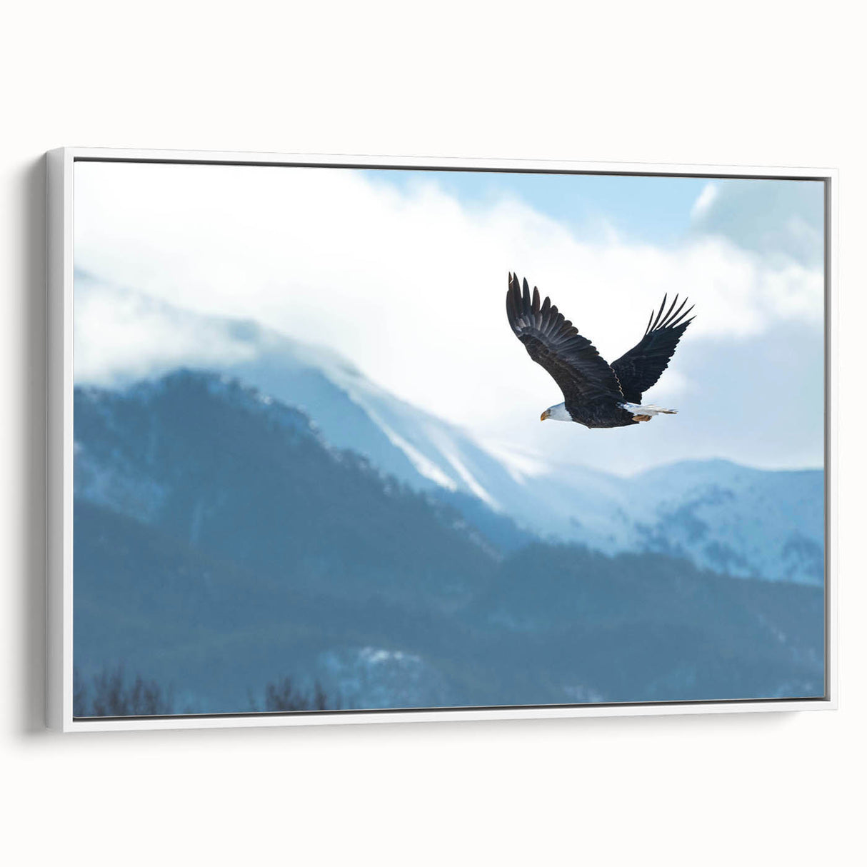 Framed canvas wall art featuring a vibrant bird design from the Birds of Prey collection, showcased in a sleek white frame, ideal for home decor.