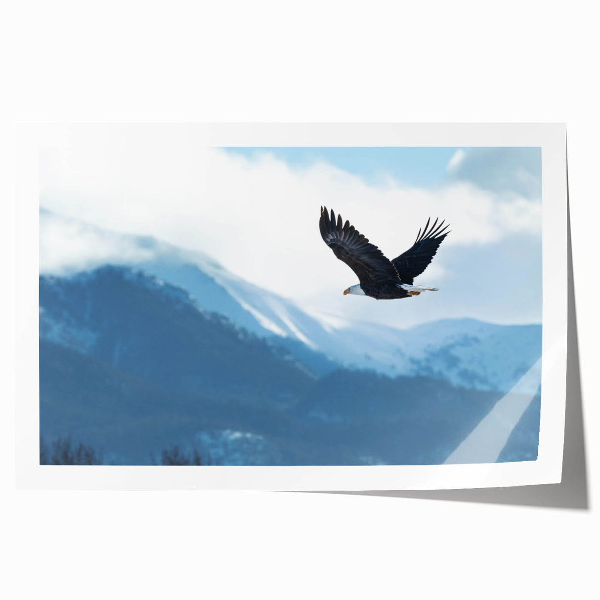 Vibrant rolled print showcasing a stunning birds of prey wall art design, featuring striking colors and intricate details, ideal for enhancing home decor.