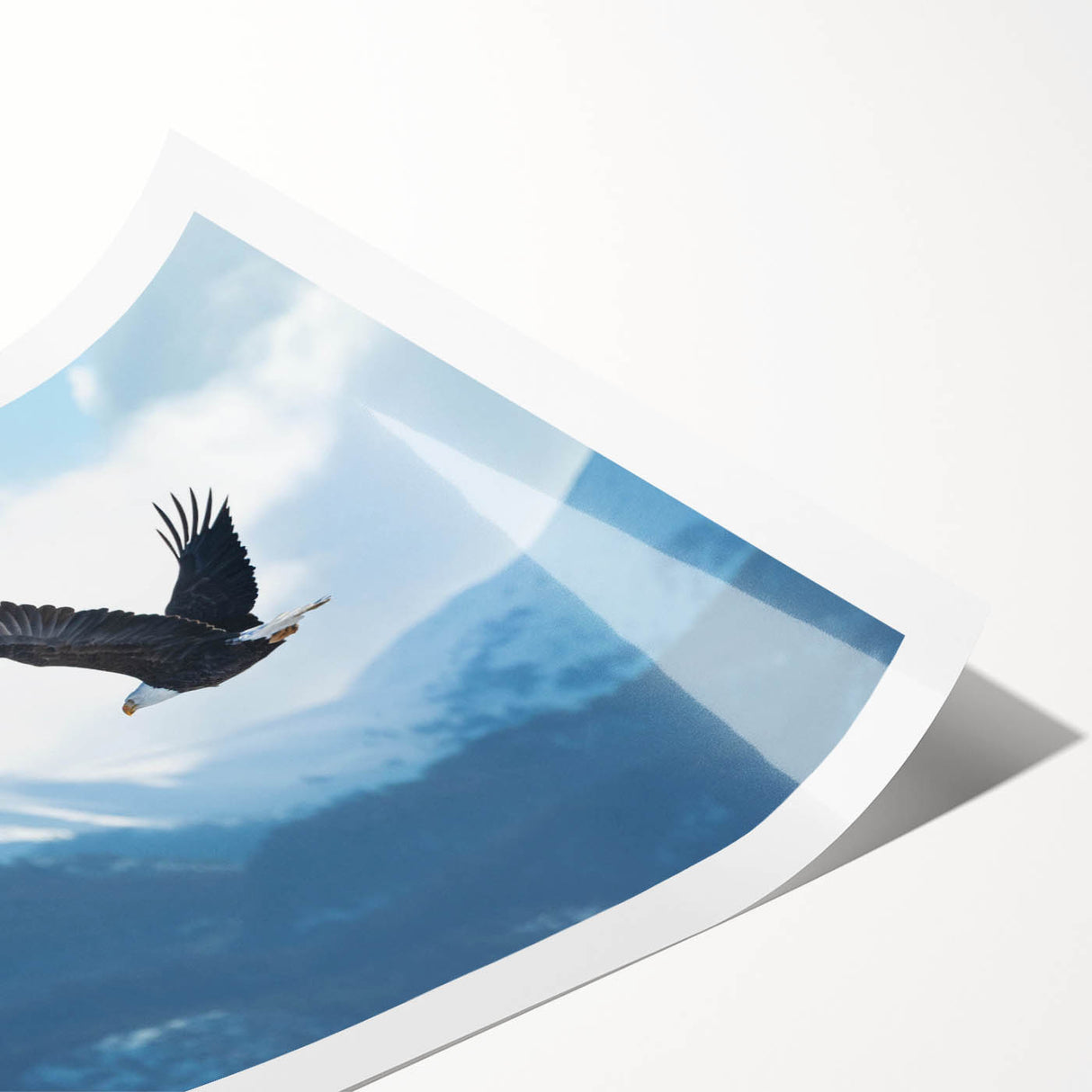 Vibrant rolled print of a bird-themed wall art design, showcasing intricate illustrations of various birds in a stunning array of colors, ideal for home decor.