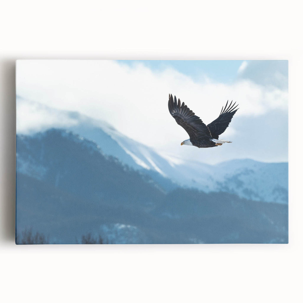 Stretched canvas wall art showcasing a vibrant birds of prey design, featuring detailed illustrations of various raptors in dynamic poses against a bold background. Perfect for nature enthusiasts and wildlife decor.