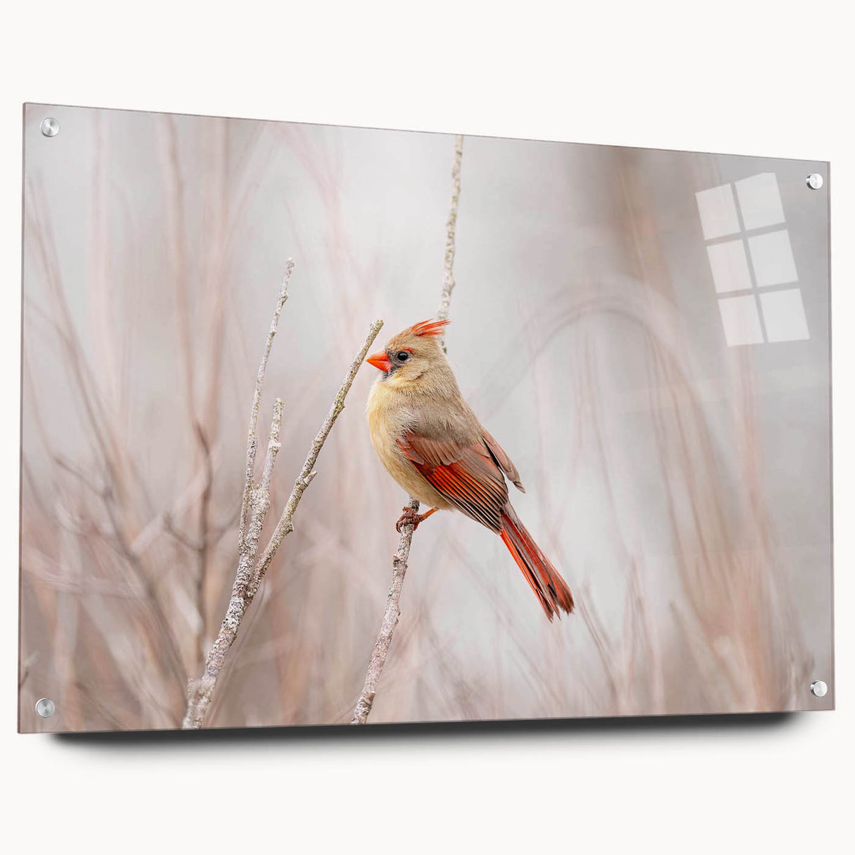 Vibrant wall art collection showcasing a cardinal design printed on acrylic glass, displayed from a side view with decorative pins, ideal for bird lovers.
