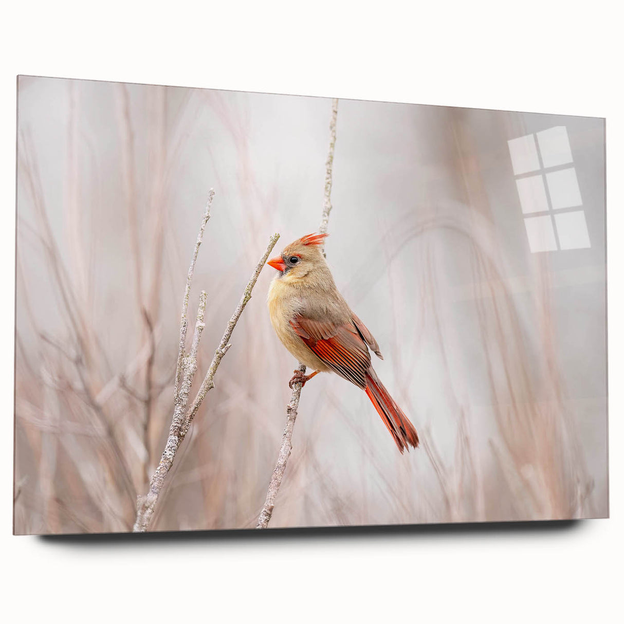 Acrylic glass wall art design showcasing a vibrant cardinal bird, viewed from the side, emphasizing its rich colors and sleek finish, ideal for home decor.