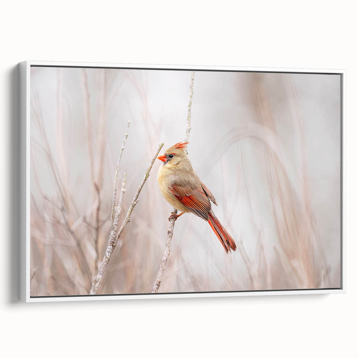 Framed canvas wall art featuring a vibrant cardinal bird design against a white background, showcasing detailed textures and colors, perfect for home decor.