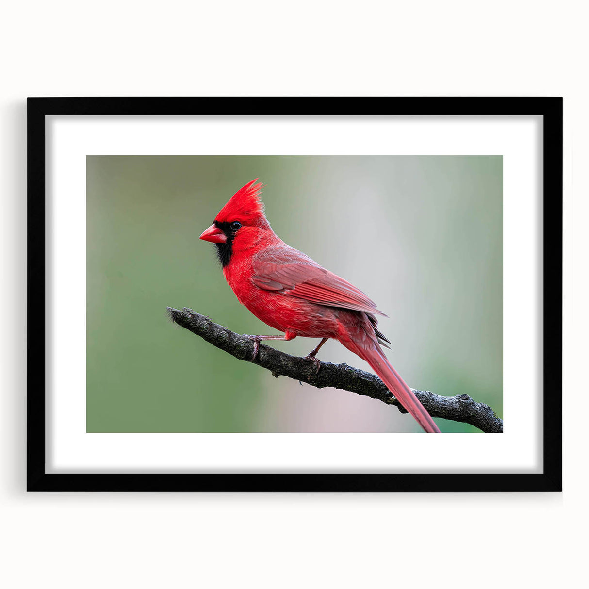 Framed wall art featuring vibrant red cardinals perched on branches, set against a serene backdrop, showcasing intricate details and a stylish black frame with matting. Perfect for nature lovers and home decor enthusiasts.