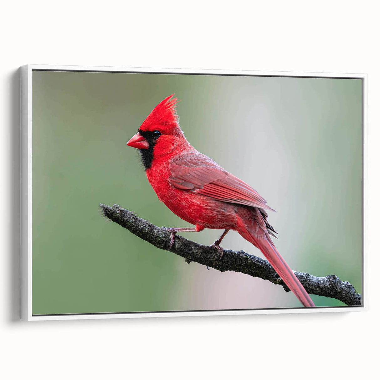 Framed canvas wall art featuring a vibrant cardinal bird design, showcasing rich red and earthy tones, set against a white background for a contemporary touch. Ideal for adding a nature-inspired accent to home decor.