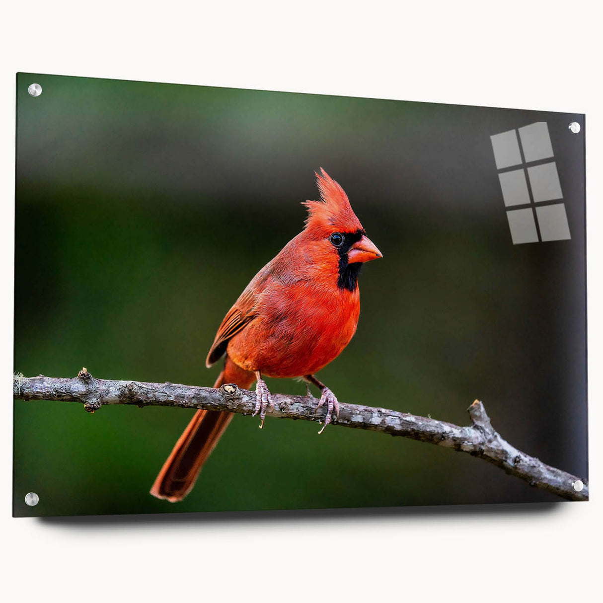 Side view of a cardinal-themed wall art collection displayed in an acrylic glass frame, featuring vibrant red and green colors, ideal for bird lovers' home decor.