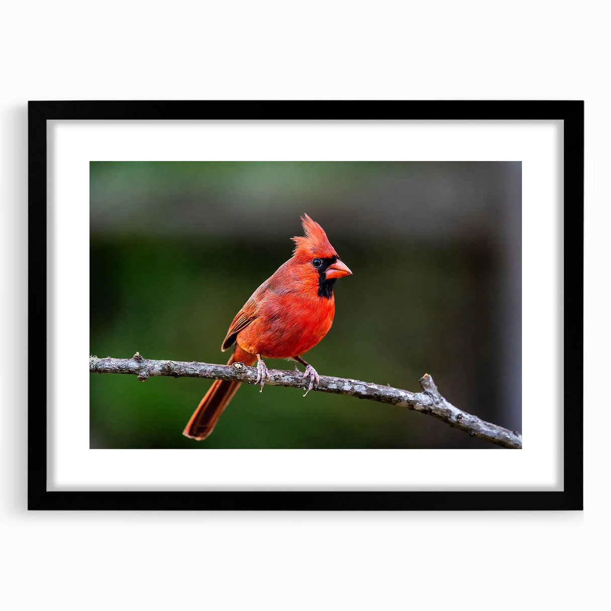 Framed wall art featuring a vibrant cardinal bird design in a black frame, showcasing intricate details and a matte finish, ideal for home decor.
