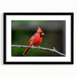 Framed wall art featuring a vibrant cardinal bird design in a black frame, showcasing intricate details and a matte finish, ideal for home decor.