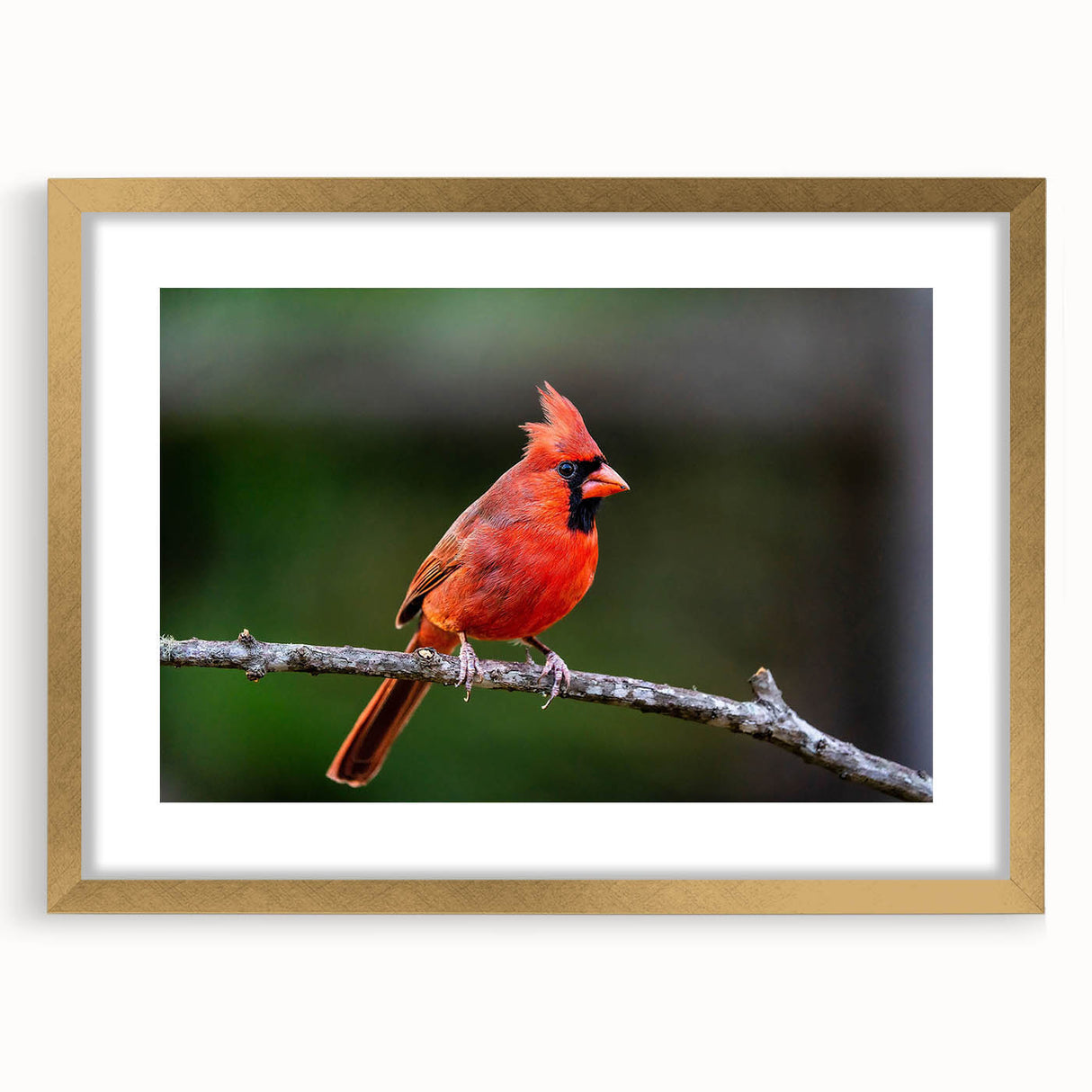 Framed wall art featuring a vibrant cardinal bird design in a gold frame, showcasing intricate details and a stylish mat, perfect for home decor.