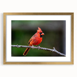 Framed wall art featuring a vibrant cardinal bird design in a gold frame, showcasing intricate details and a stylish mat, perfect for home decor.