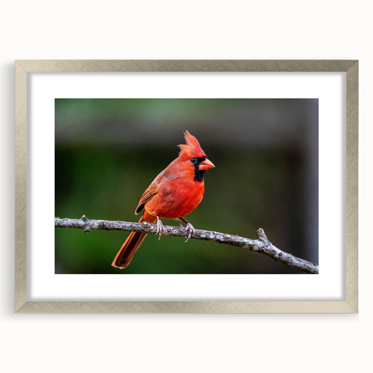Framed wall art featuring a vibrant cardinal bird design in a silver frame with a mat, perfect for adding a touch of nature-inspired elegance to any room decor.