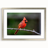 Framed wall art featuring a vibrant cardinal bird design in a silver frame with a mat, perfect for adding a touch of nature-inspired elegance to any room decor.