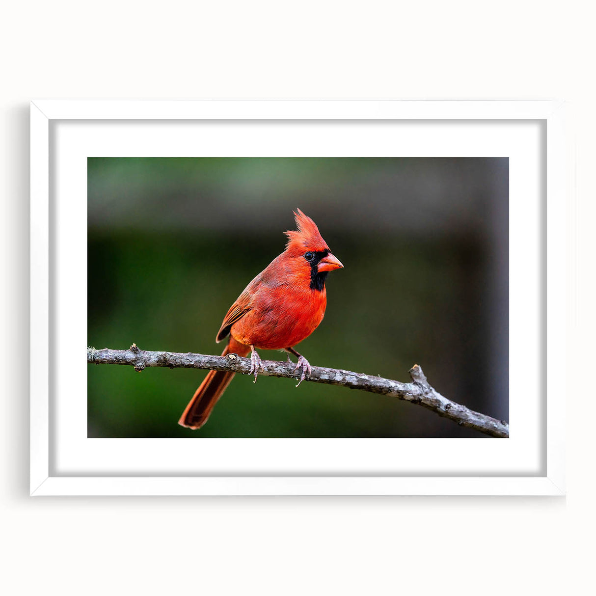 Framed wall art featuring a vibrant cardinal bird design, set against a clean white mat and frame. Ideal for nature lovers and home decor enthusiasts, this piece adds a touch of elegance to any space.