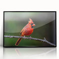 Framed wall art showcasing a vibrant cardinal design in red and black, elegantly displayed with an acrylic front for a modern touch, perfect for home decor.