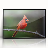 Framed wall art showcasing a vibrant cardinal design in red and black, elegantly displayed with an acrylic front for a modern touch, perfect for home decor.