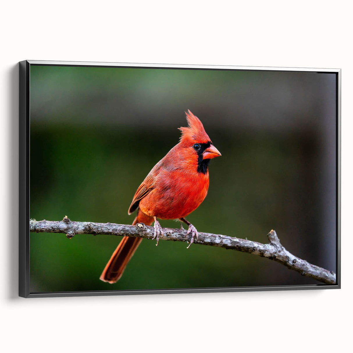 Framed canvas wall art featuring a vibrant cardinal bird design, showcasing rich red and black colors, ideal for adding a nature-inspired touch to home decor.