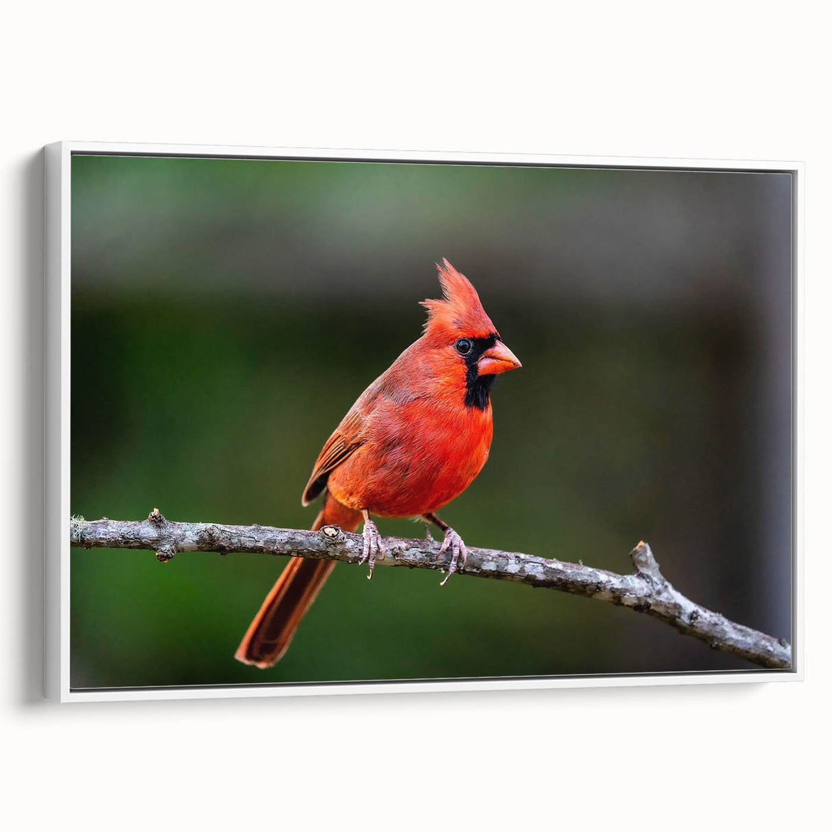 Framed canvas wall art showcasing a vibrant cardinal bird design against a white background, elegantly displayed in a side view, ideal for home decor and nature lovers.