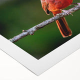 Vibrant rolled canvas wall art featuring a striking cardinal bird design in rich red and green hues, perfect for adding color and elegance to any space.
