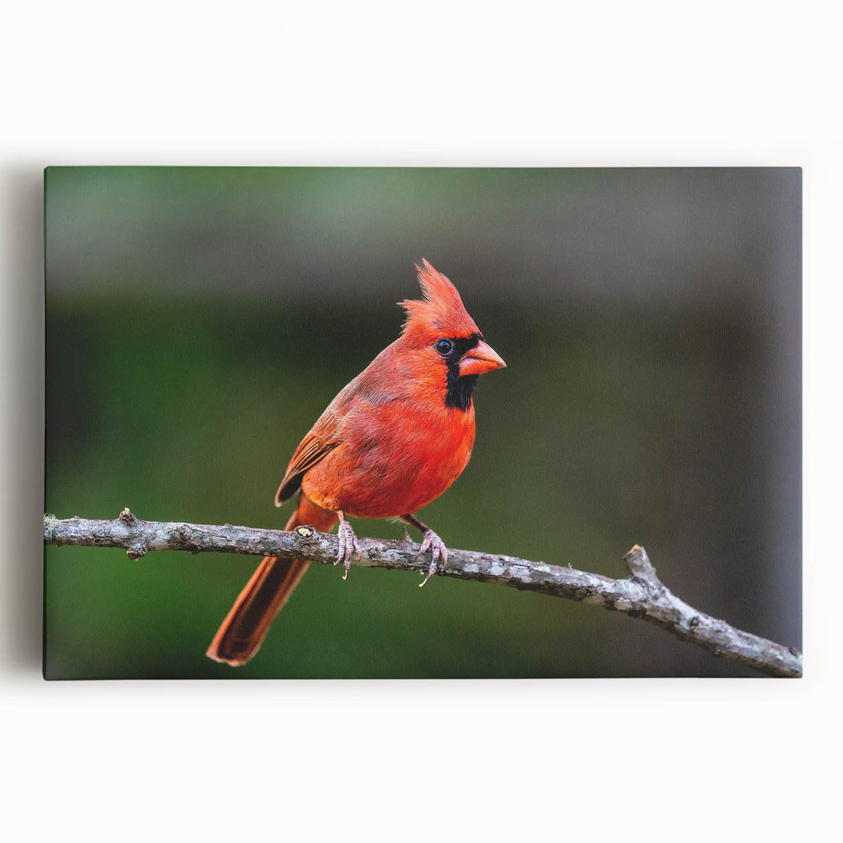 Vibrant cardinal wall art design on stretched canvas, showcasing bright red and green colors against a natural backdrop, perfect for home decor and bird enthusiasts.
