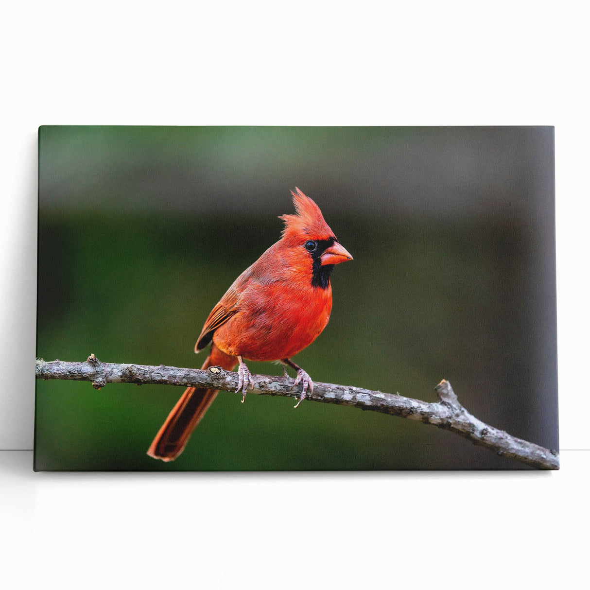 Vibrant stretched canvas wall art featuring a majestic cardinal perched on a branch, showcasing rich red and green colors, ideal for nature lovers. Perfect addition to home decor.