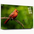 Vibrant wall art featuring a cardinal bird design on acrylic glass, side view showcasing mounting pins, perfect for home decor and bird enthusiasts.