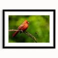 Framed art print featuring vibrant red cardinal birds perched on delicate branches, set against a soft neutral background, ideal for nature-inspired home decor.