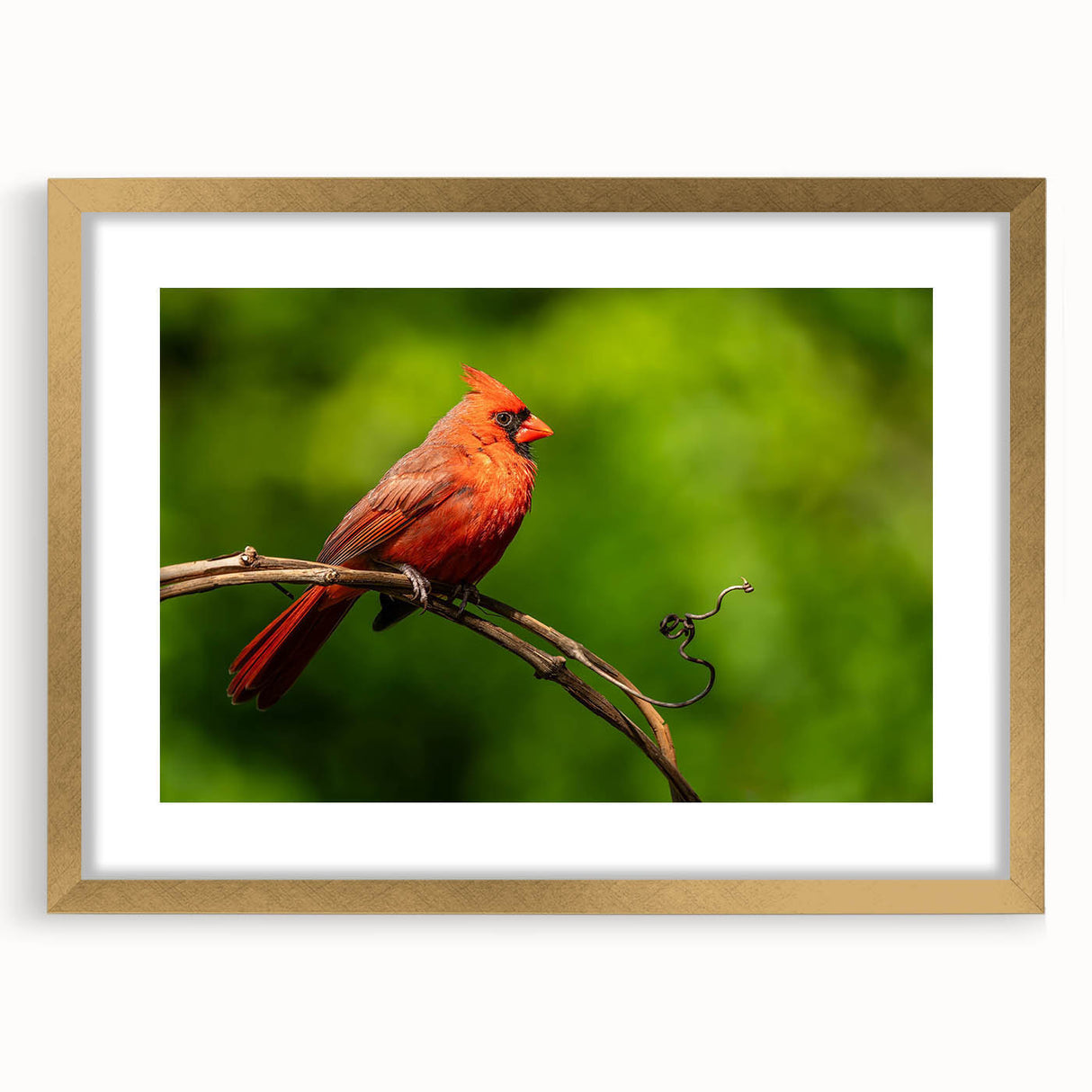 Framed wall art featuring a vibrant cardinal bird design, accented with a gold frame and mat, ideal for enhancing home decor with a nature-inspired touch.