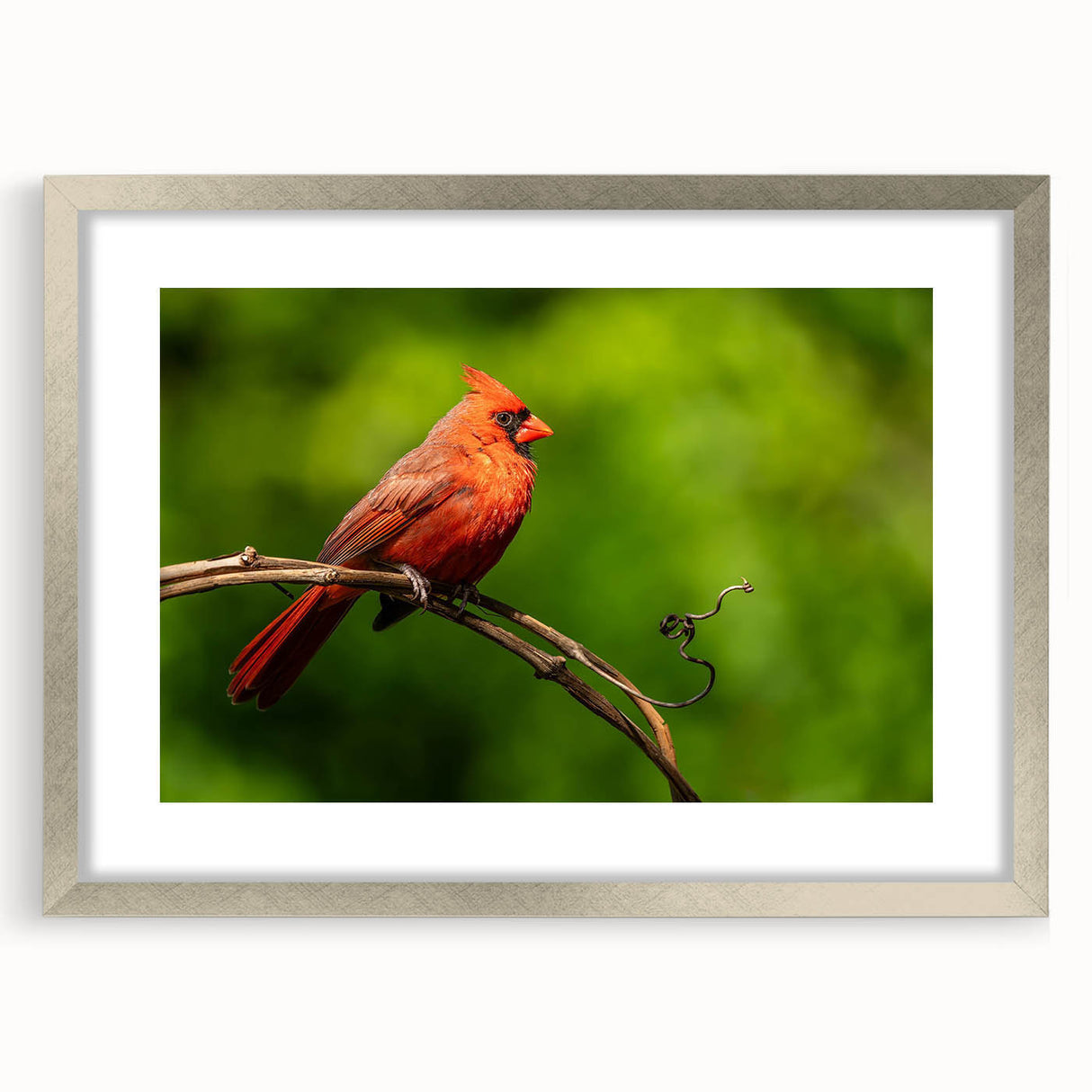 Framed wall art featuring a detailed cardinal design with vibrant red and green colors, elegantly displayed with a silver mat, perfect for home decor.