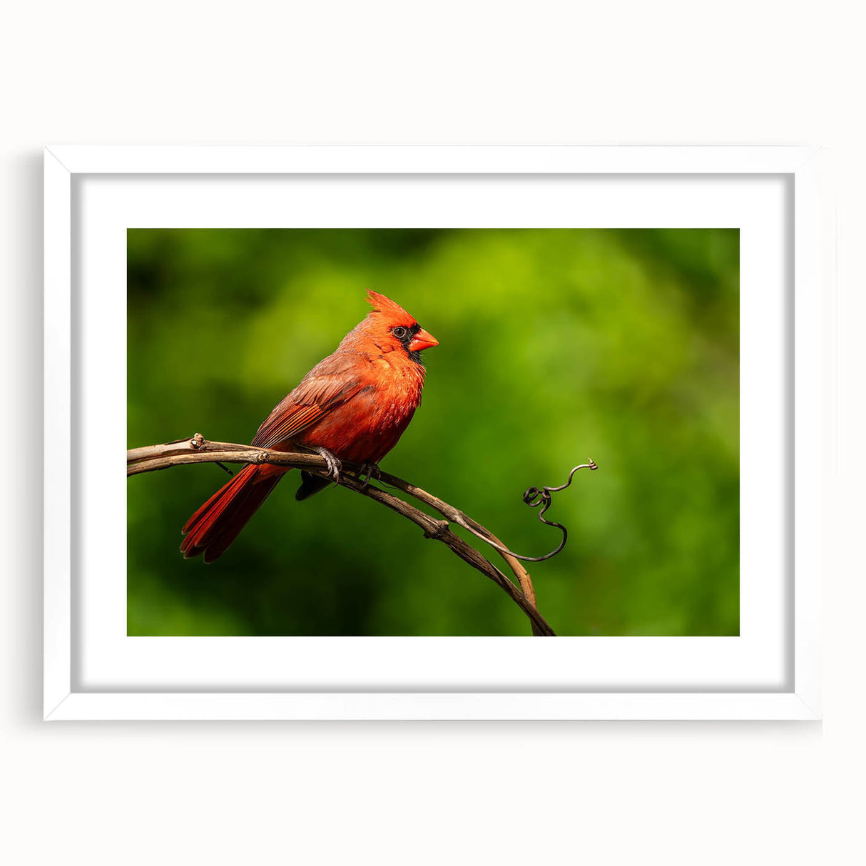 Framed wall art featuring a vibrant cardinal bird design, set against a white mat, ideal for home decor and nature-themed interiors. Perfect for bird lovers.