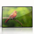 Framed wall art featuring a vibrant cardinal bird design on a black background, showcasing intricate details and rich colors, perfect for home decor.