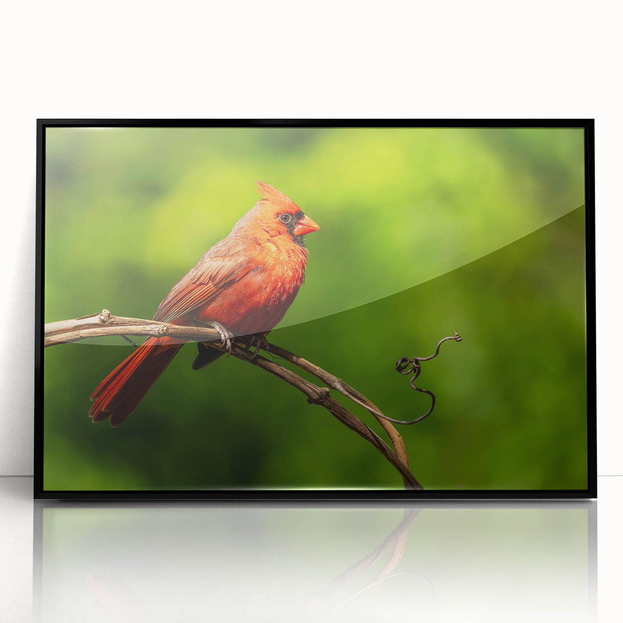 Framed wall art featuring a vibrant cardinal bird design on a black background, showcasing intricate details and rich colors, perfect for home decor.