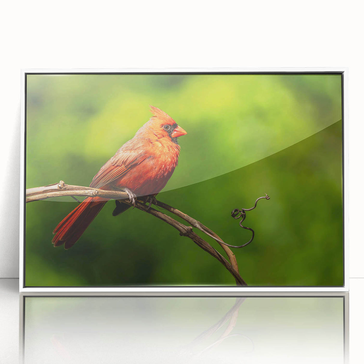 Framed wall art featuring a vibrant cardinal bird design, set against a white background, ideal for home decor or nature-themed interiors. The artwork showcases intricate details and bold colors, enhancing any space with a touch of elegance and wildlife charm.