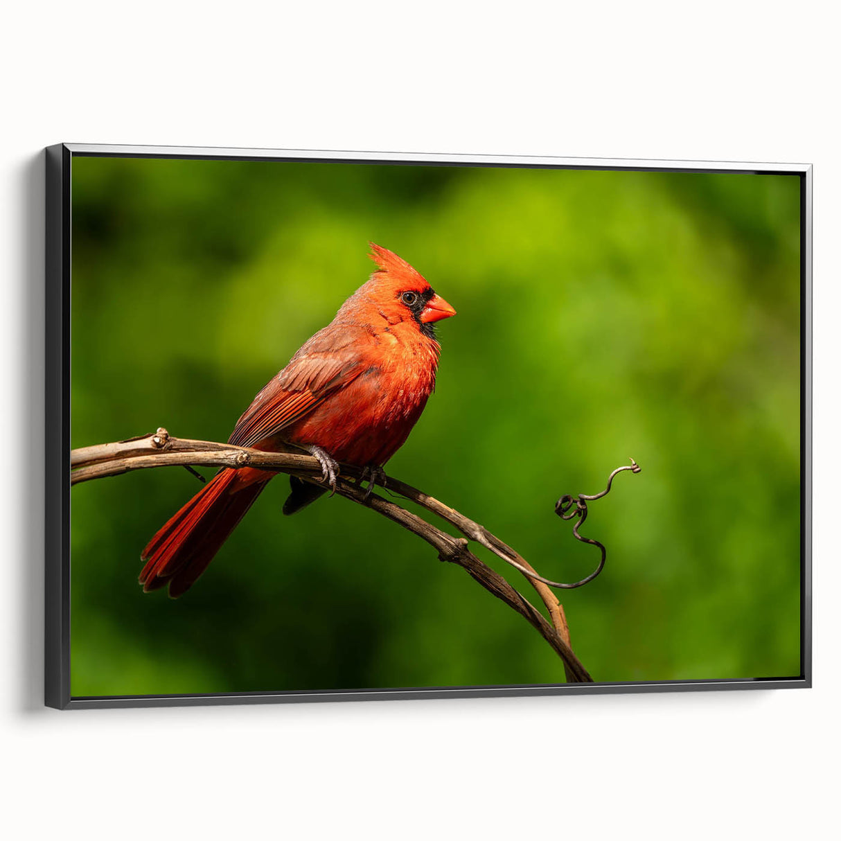 Framed wall art featuring a vibrant cardinal bird design on canvas, displayed in a sleek black frame, ideal for enhancing home decor and adding a touch of nature.