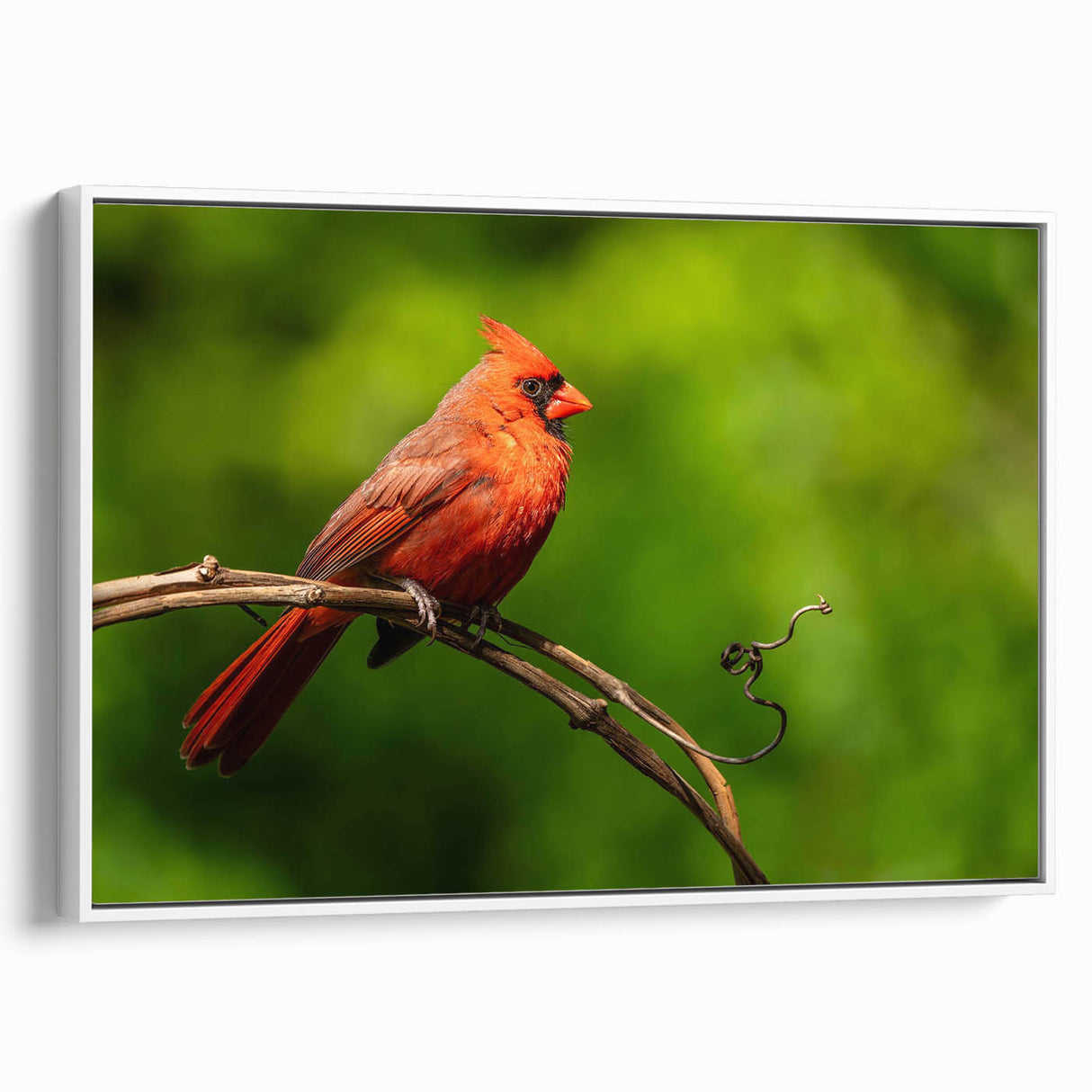 Framed wall art featuring a vibrant cardinal bird design on a textured canvas, displayed with a clean white frame, perfect for nature-themed decor.