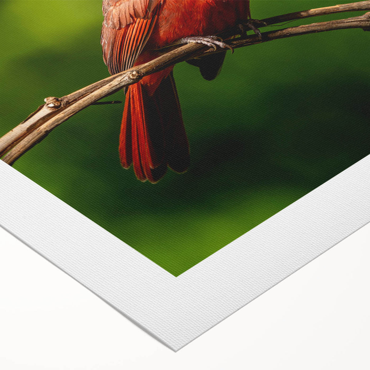 Vibrant rolled canvas depicting a cardinal bird on a branch, showcasing detailed feathers and bright red coloration, perfect for nature-themed decor.