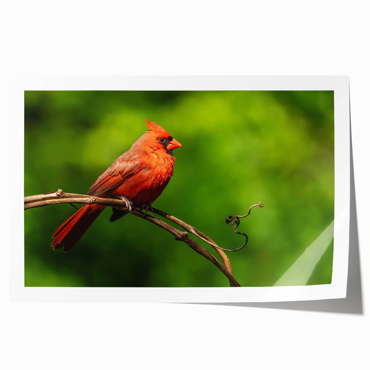 Vibrant rolled print of a cardinal bird in a natural setting, showcasing rich red plumage and intricate details, ideal for enhancing home decor or office spaces.