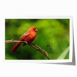Vibrant rolled print of a cardinal bird in a natural setting, showcasing rich red plumage and intricate details, ideal for enhancing home decor or office spaces.