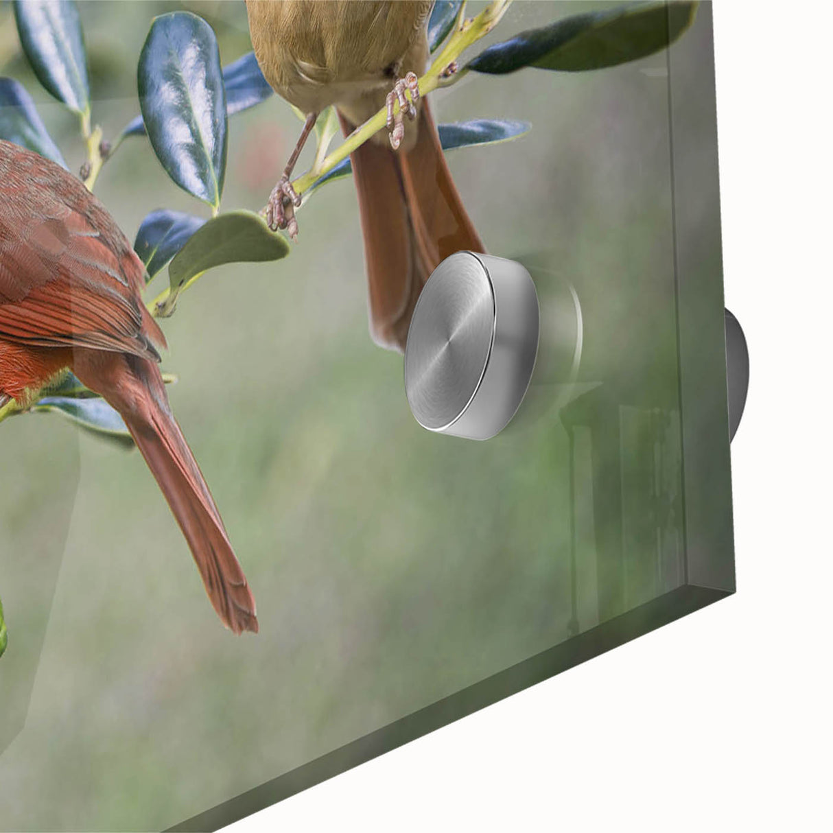 Close-up of a vibrant cardinal bird wall art design, featuring intricate details and rich colors, printed on high-quality acrylic glass, perfect for home decor.