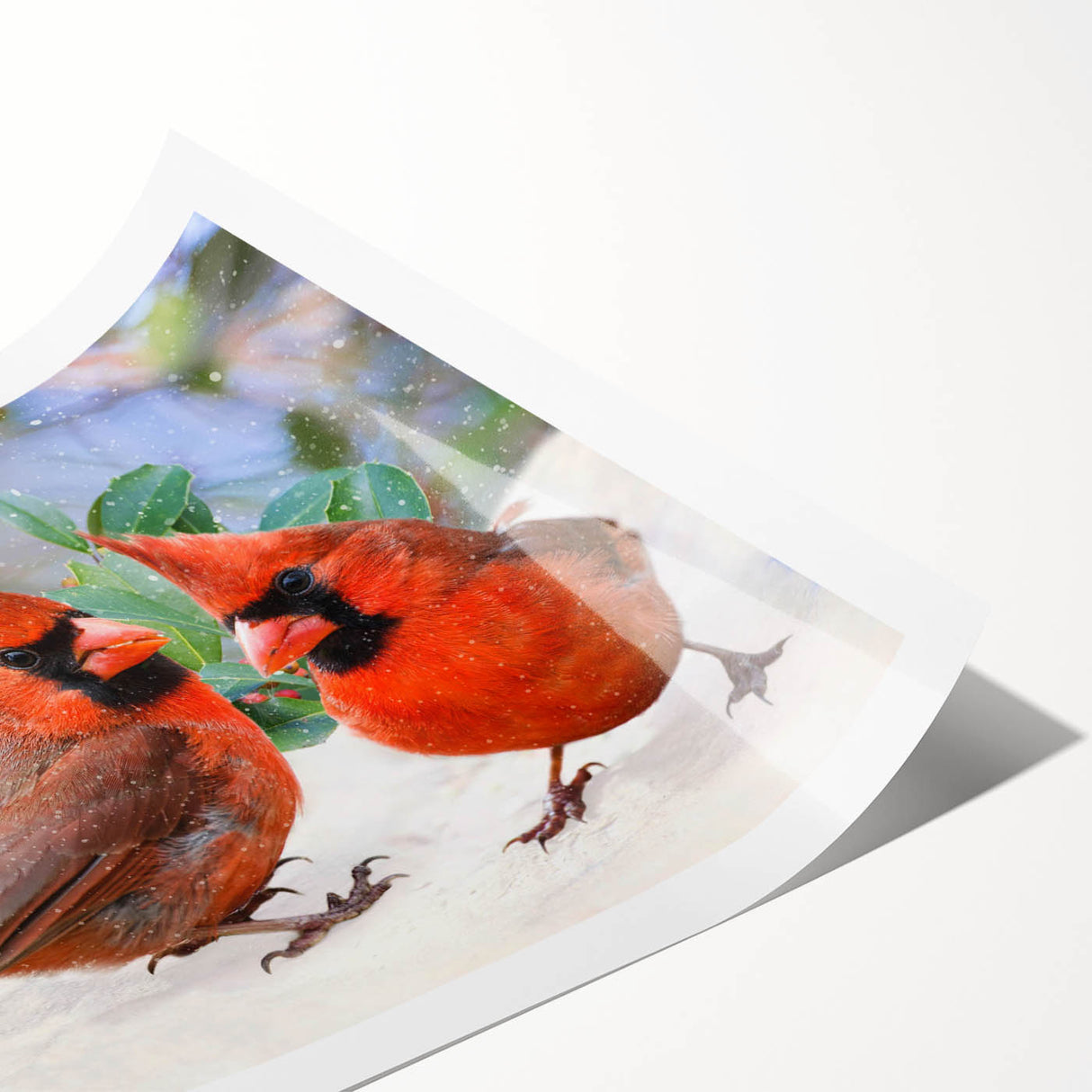 Vibrant rolled print of a cardinal bird design, showcasing rich red and black colors, perfect for nature-themed wall decor, elegantly packaged for shipping.