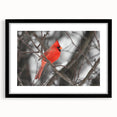 Cardinal wall art print in a black frame with a mat, showcasing vibrant red birds perched on branches against a soft background, ideal for home decor.