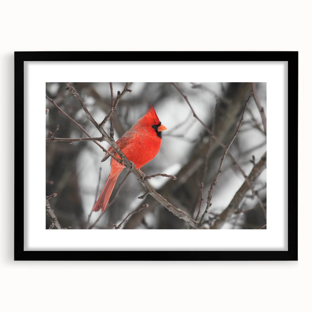 Cardinal wall art print in a black frame with a mat, showcasing vibrant red birds perched on branches against a soft background, ideal for home decor.