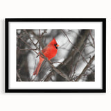 Cardinal wall art print in a black frame with a mat, showcasing vibrant red birds perched on branches against a soft background, ideal for home decor.