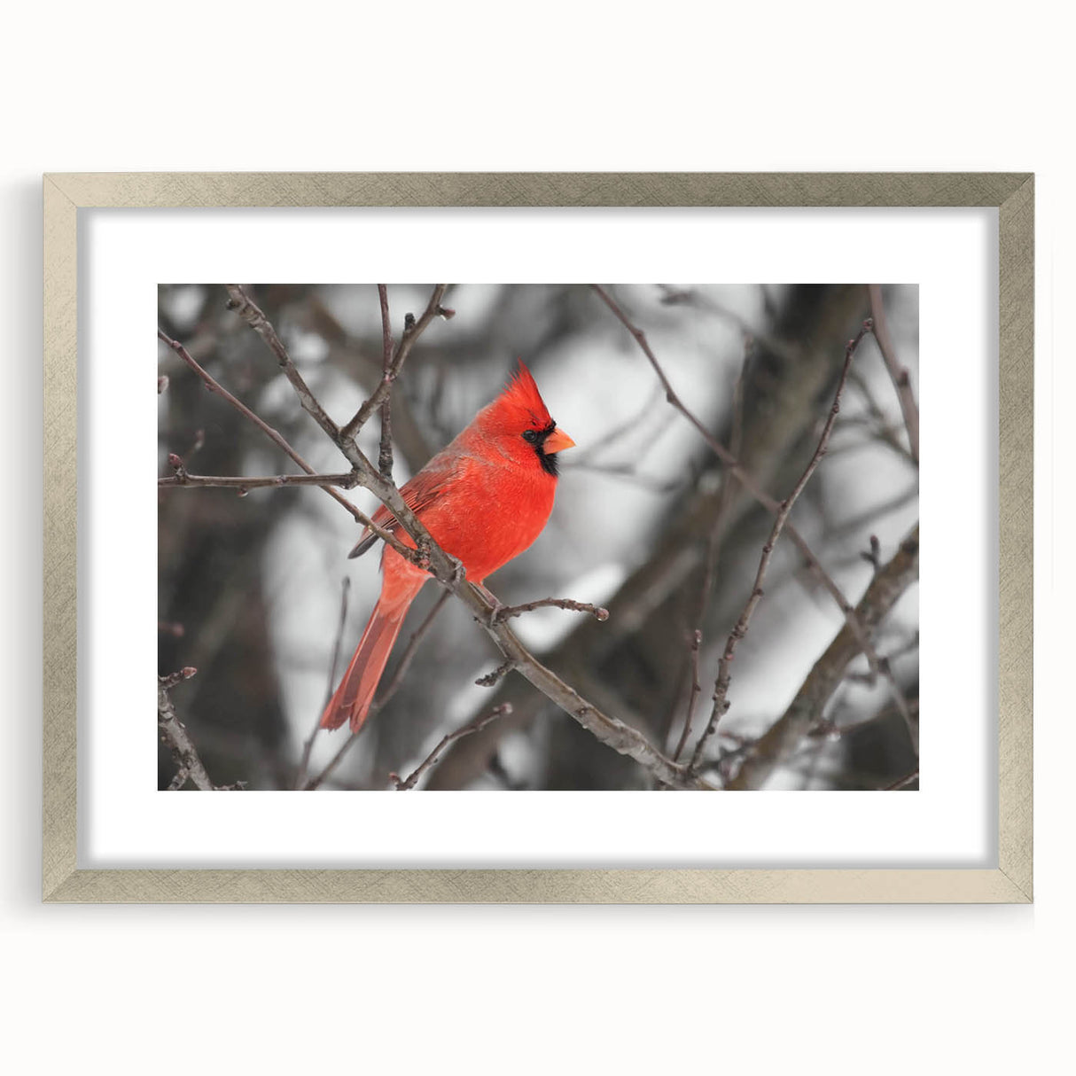 Framed wall art showcasing a vibrant cardinal bird design, accented with a silver mat, perfect for enhancing home decor. Ideal for nature lovers and bird enthusiasts.