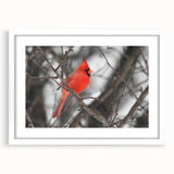 Framed wall art featuring a vibrant cardinal bird design, set against a white mat, ideal for home decor or nature-themed spaces, showcasing detailed colors and textures.