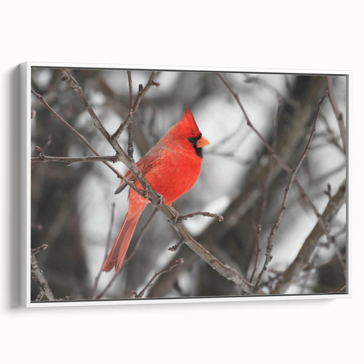 Framed canvas wall art showcasing a vibrant cardinal bird design, set against a white background, perfect for home decor, adding a touch of nature and color.