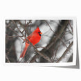 Vibrant rolled print of a cardinal bird design, featuring rich red and soft gray hues, perfect for nature-themed wall art collections. Ideal for home decor enthusiasts.