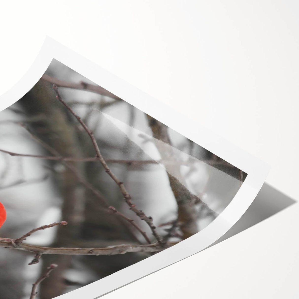 Vibrant rolled print of a cardinal bird design featuring rich red and earthy tones, perfect for adding a pop of color to any wall art collection.